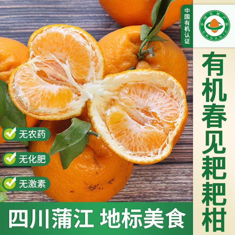 【顺丰】四川蒲江有机春见耙耙柑大果无农药当季新鲜水果橘子柑橘