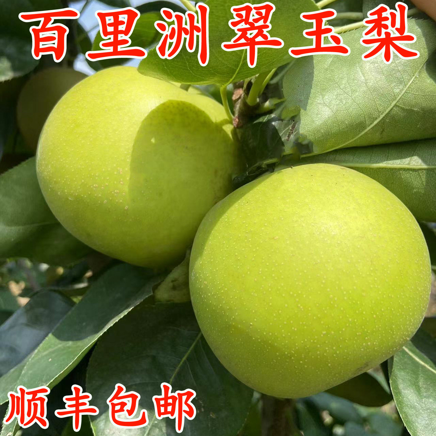 百里洲砂梨苹果梨翠玉梨