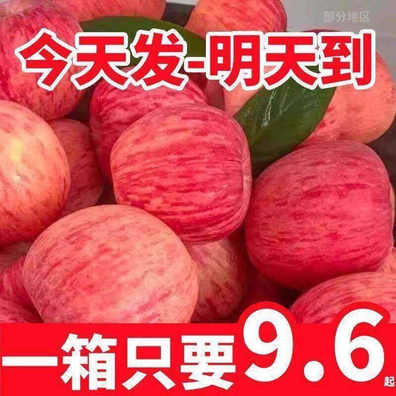 【洛川苹果】特级陕西红