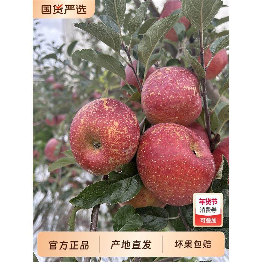 正宗云南昭通苹果丑苹果冰糖心红富士脆甜多汁新鲜水果4.5斤起,包装,水果包装,淘宝优惠券,粉丝福利购,淘宝优惠卷