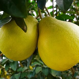 湖南永州江永老树沙田柚香柚10斤装纯甜冰糖柚非容县梅州白心柚子