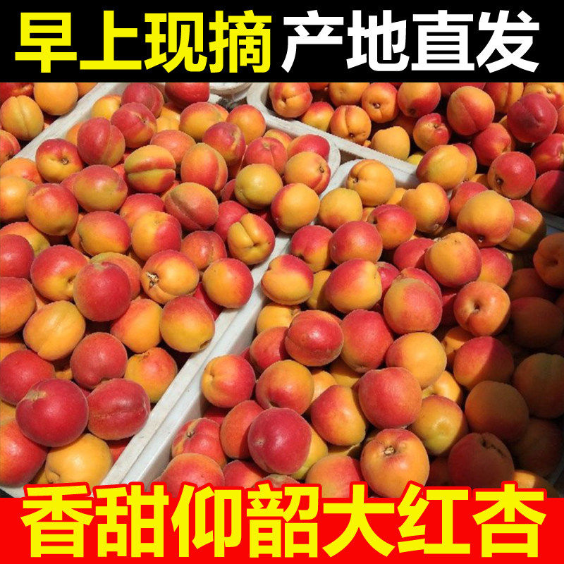 杏新鲜大红杏当季仰韶水