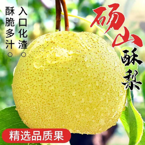 正宗砀山酥梨新鲜梨子水
