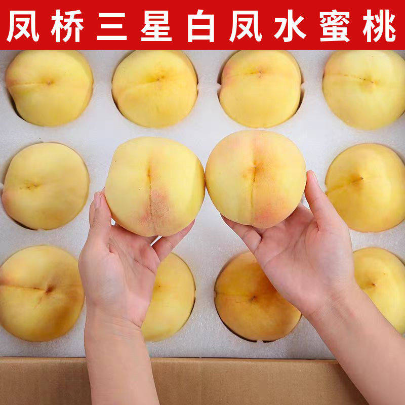 正宗凤桥白凤水蜜桃新鲜