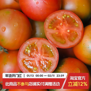 于洛先生的铁皮柿子紫春桃小番茄西红柿盐碱地蔬菜水果可生吃应季