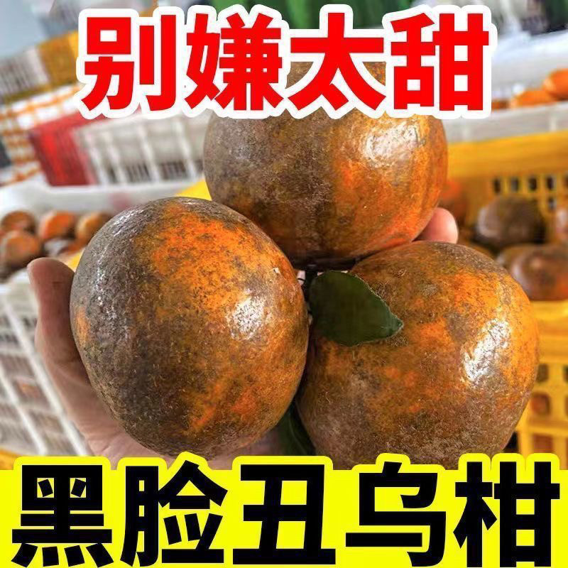 正宗广西非洲水果橘子柑