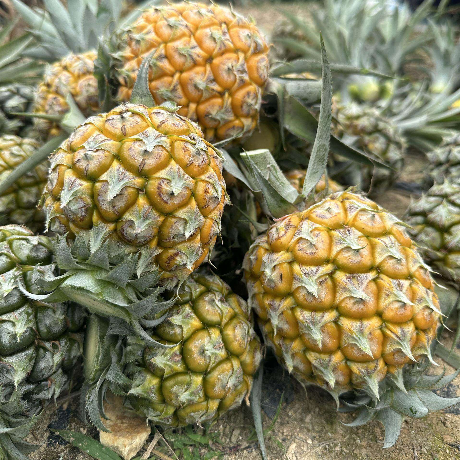 中山神湾凤梨新鲜水果净