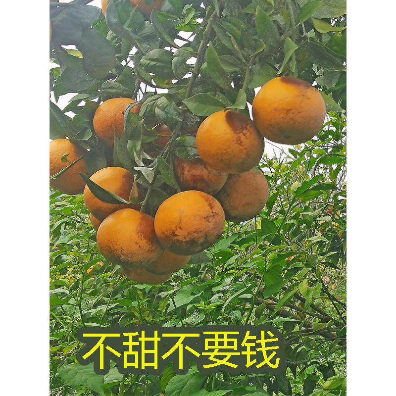 正宗广西武鸣黑皮乌柑花