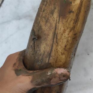 湖北莲藕5斤武汉蔡甸特产粉藕煲汤清水九孔糯米藕片洪湖新鲜现挖