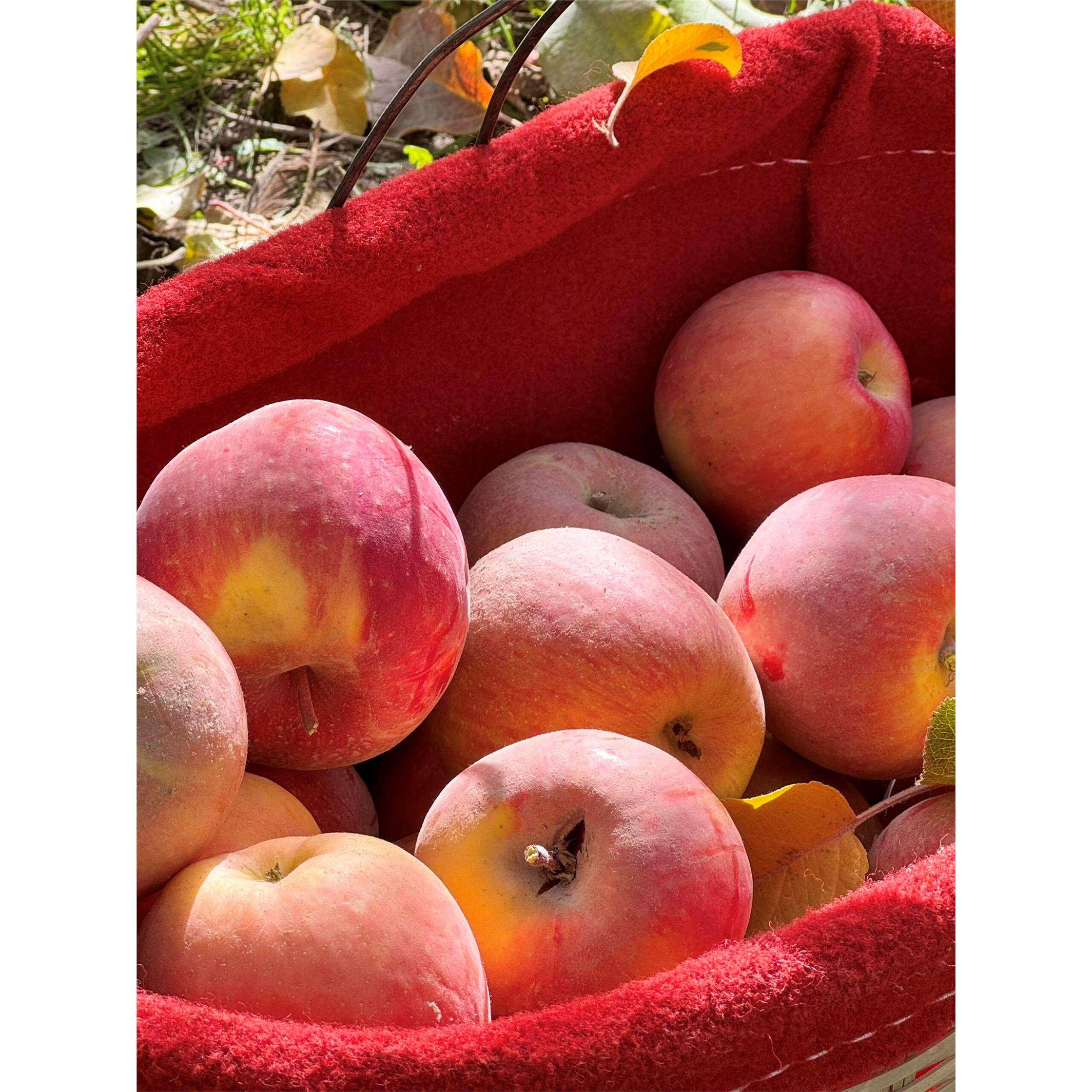 【新疆直发】正宗阿克苏冰糖心苹果新鲜水果10应季红富士整箱礼盒,包装,水果包装,淘宝优惠券,粉丝福利购,淘宝优惠卷