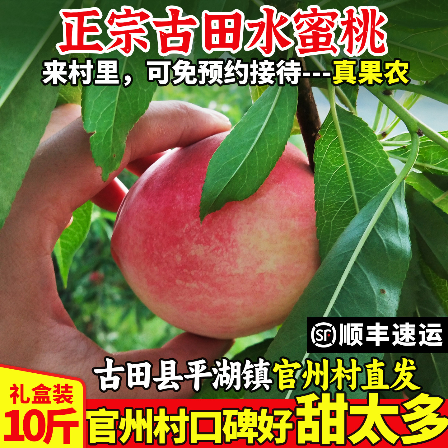 正宗古田水蜜桃白凤新鲜
