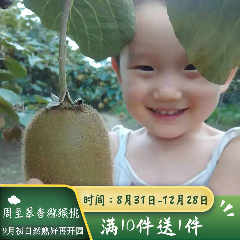 翠香猕猴桃陕西周至特产绿心纯甜新鲜田果园农产地现采摘瑞玉5斤