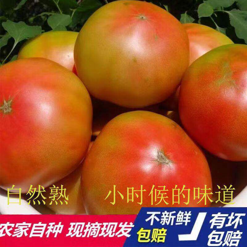 老人家自种番茄莱西本地