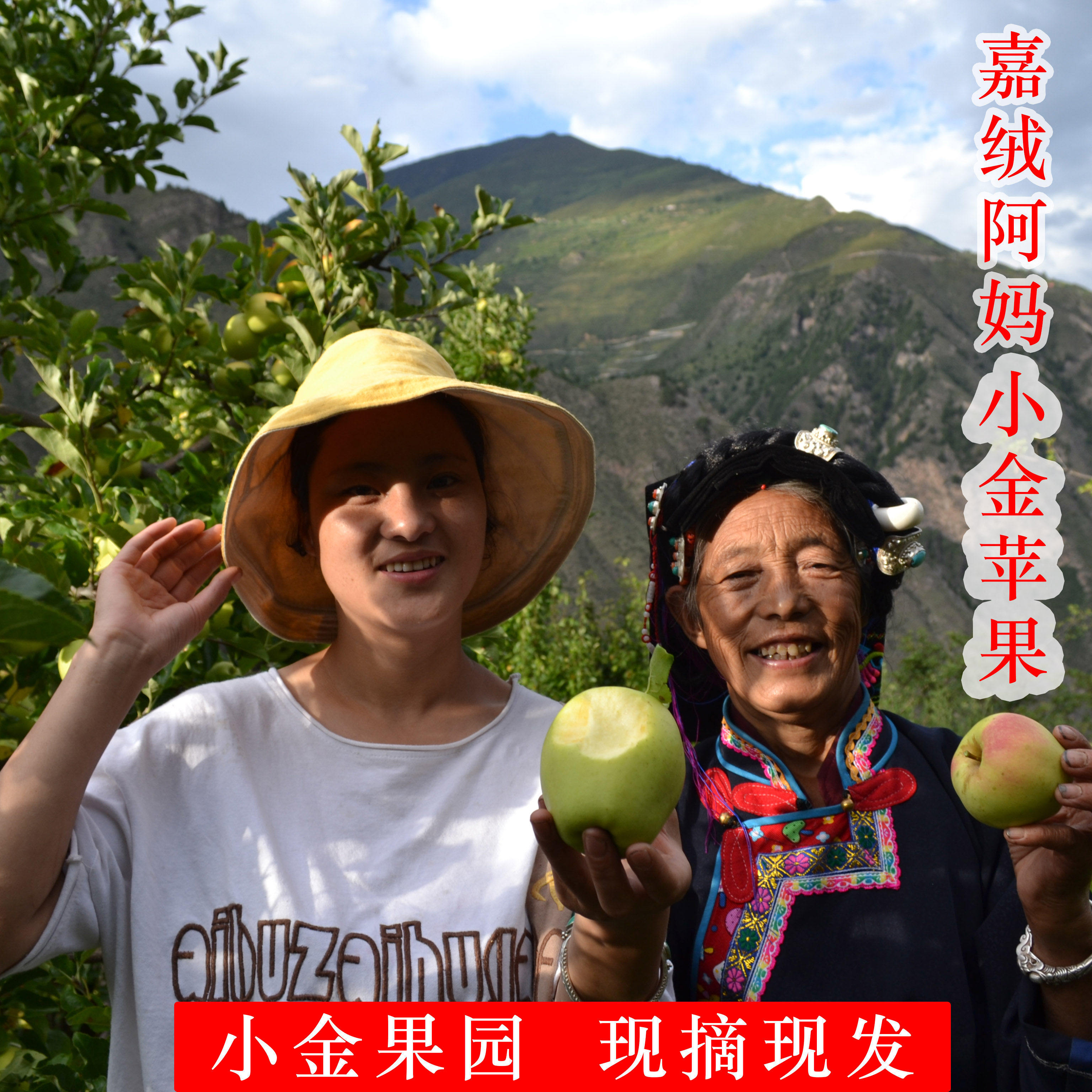 正宗小金苹果四川阿坝州新鲜青苹果儿童孕妇水果酸甜脆10斤包邮