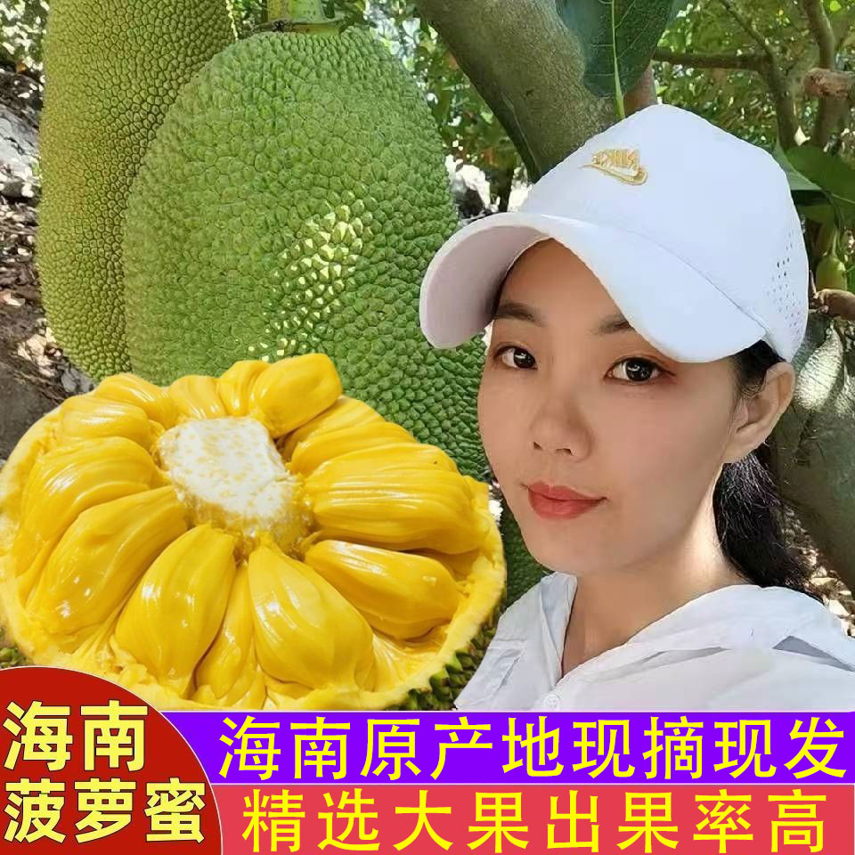 正宗海南菠萝蜜一整个新鲜水果包邮当季现摘现发干苞黄肉脆甜整箱