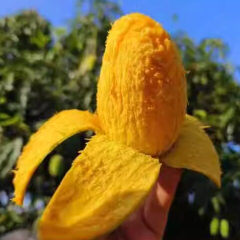 攀枝花椰香芒果攀枝花椰