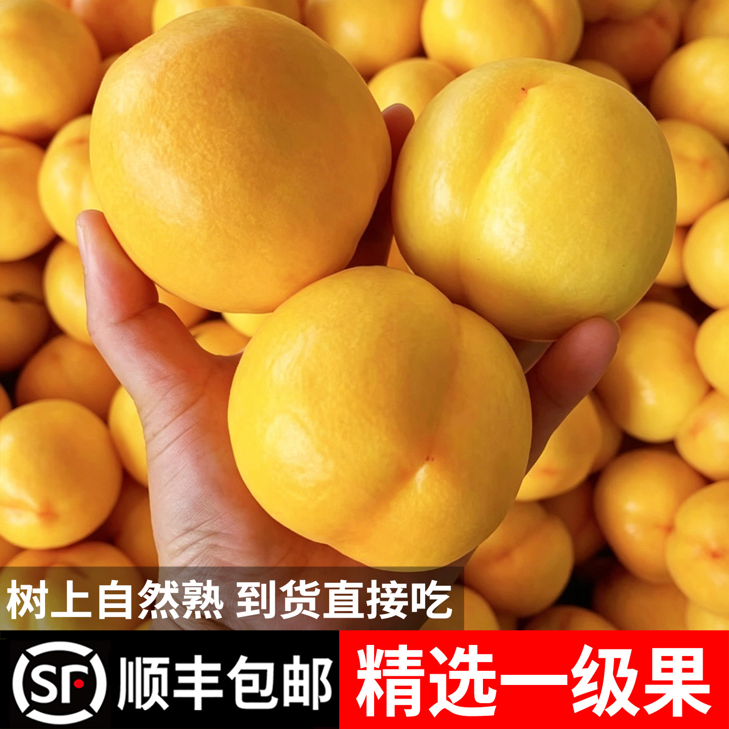 正宗蒙阴黄油桃新鲜水果