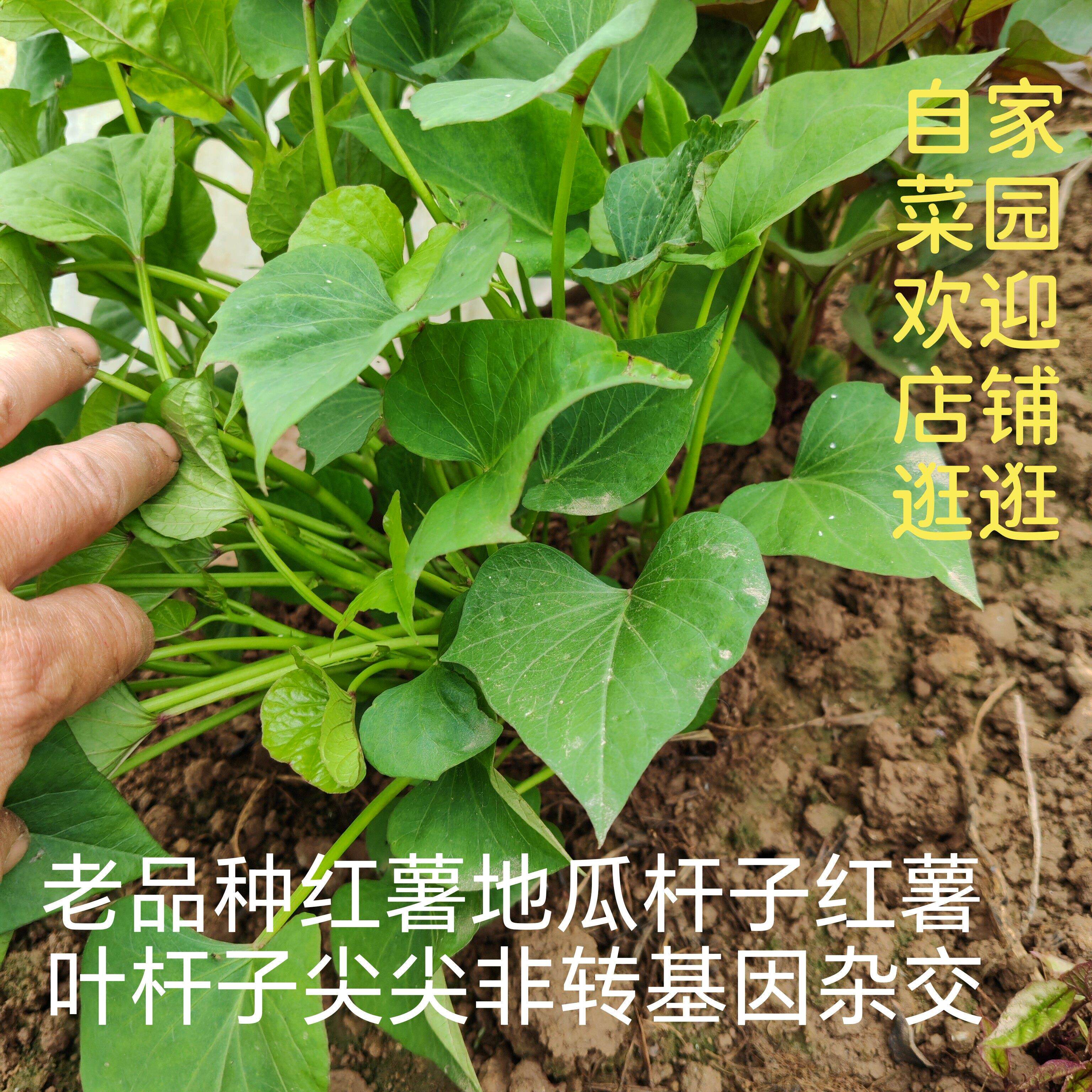 现摘红薯杆红苕杆清脆农