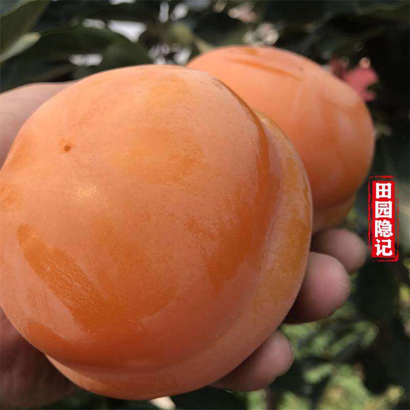 河北现摘磨盘柿子新鲜大柿子硬软柿子北京磨盘柿软大柿子盆柿