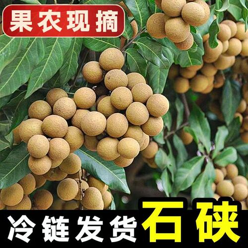 广东现摘石硖桂圆新鲜水