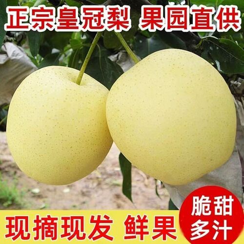 河北正宗皇冠梨水果梨子