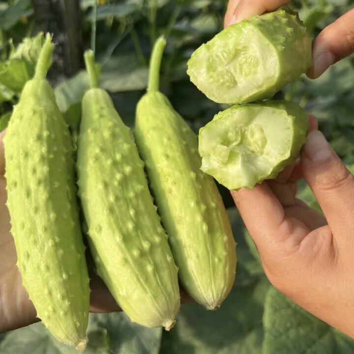 正宗山东海阳白玉黄瓜孕