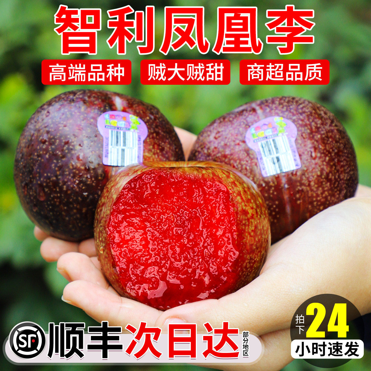 顺丰礼盒智利凤凰李进口