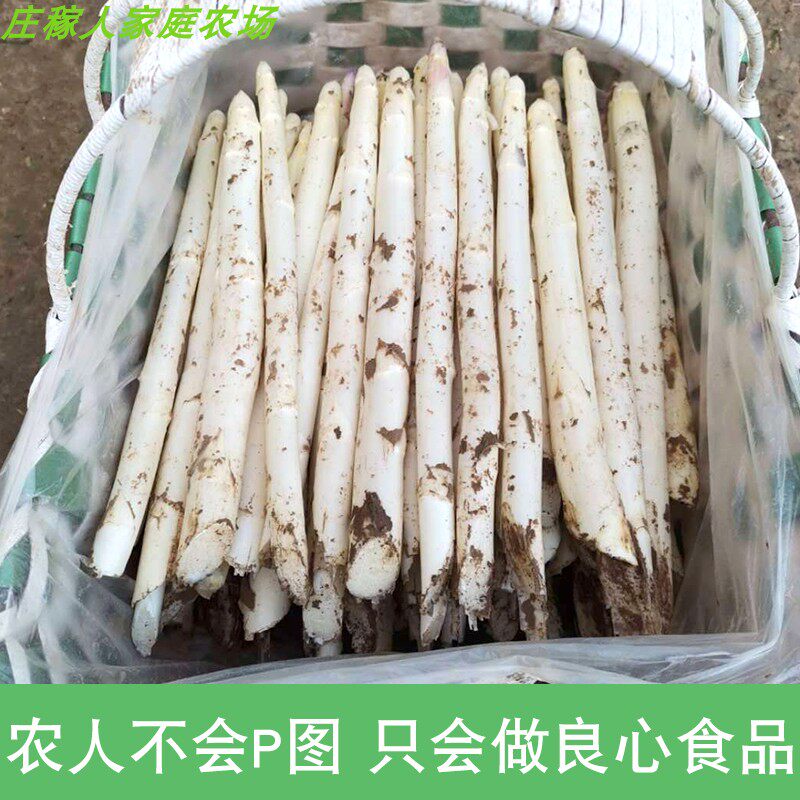 白芦笋新鲜嫩当季上市自