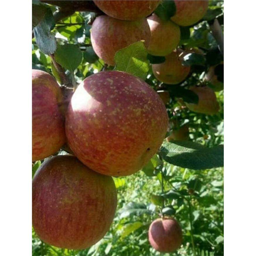 漾濞李家庄糖心苹果新鲜水果摘甜脆10斤整箱云南大理绿色阿克苏,包装,水果包装,淘宝优惠券,粉丝福利购,淘宝优惠卷