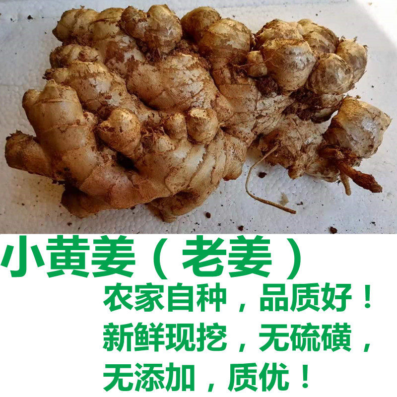 自种小黄姜老姜土姜2斤5斤10斤 云南月子姜 原始点 姜种 无硫磺