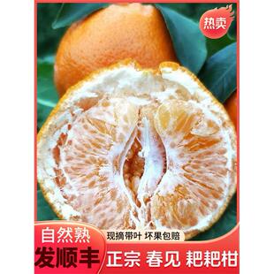 耙耙柑正宗四川春见10斤大果装现摘发货柑橘粑粑柑橘子水果礼盒