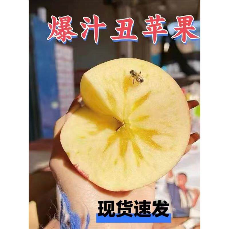 山西运城临猗晚熟冰糖心红富士苹果水果现摘现发包邮
