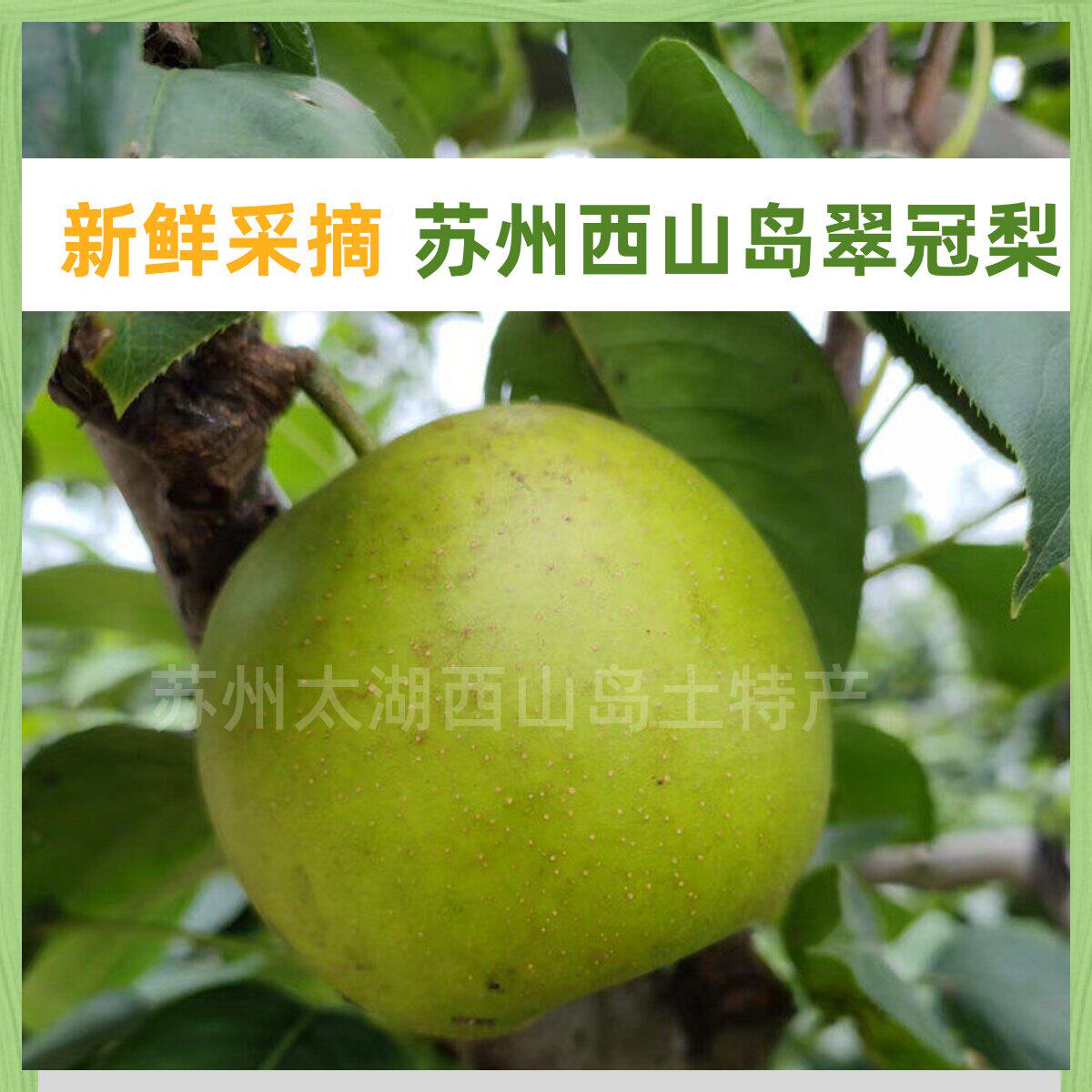 苏州西山翠冠梨一号蜜梨