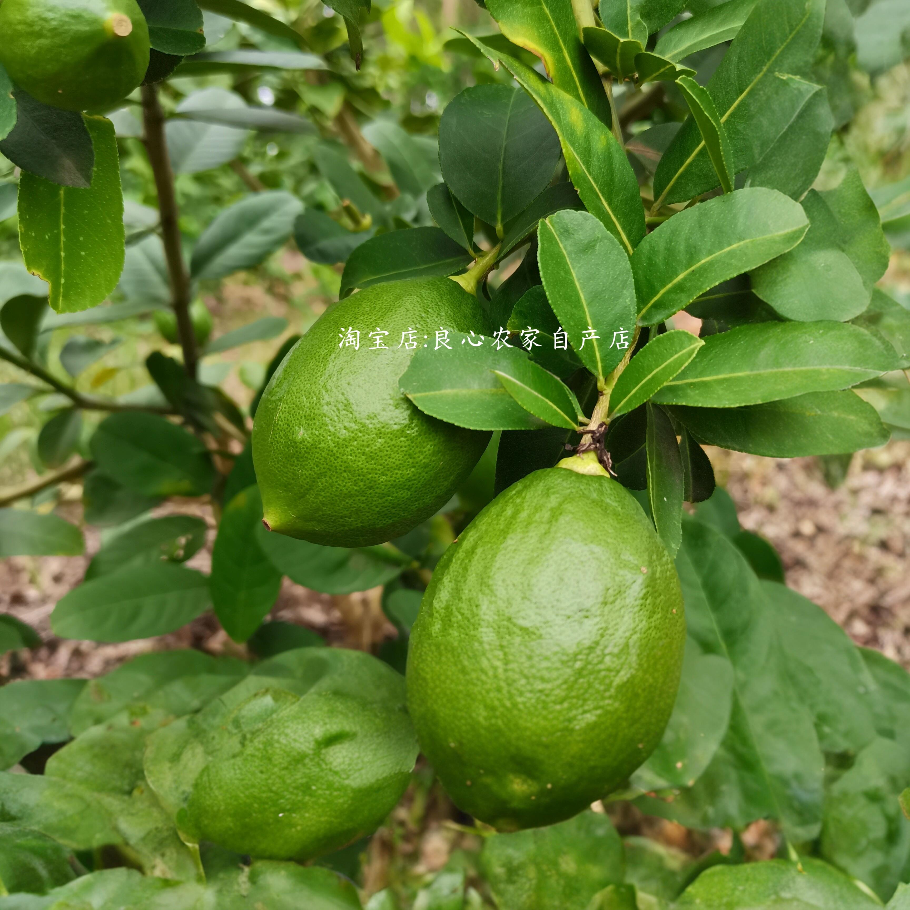 香水柠檬新鲜水果奶茶店