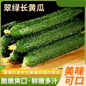 寿光新鲜黄瓜现摘生吃带