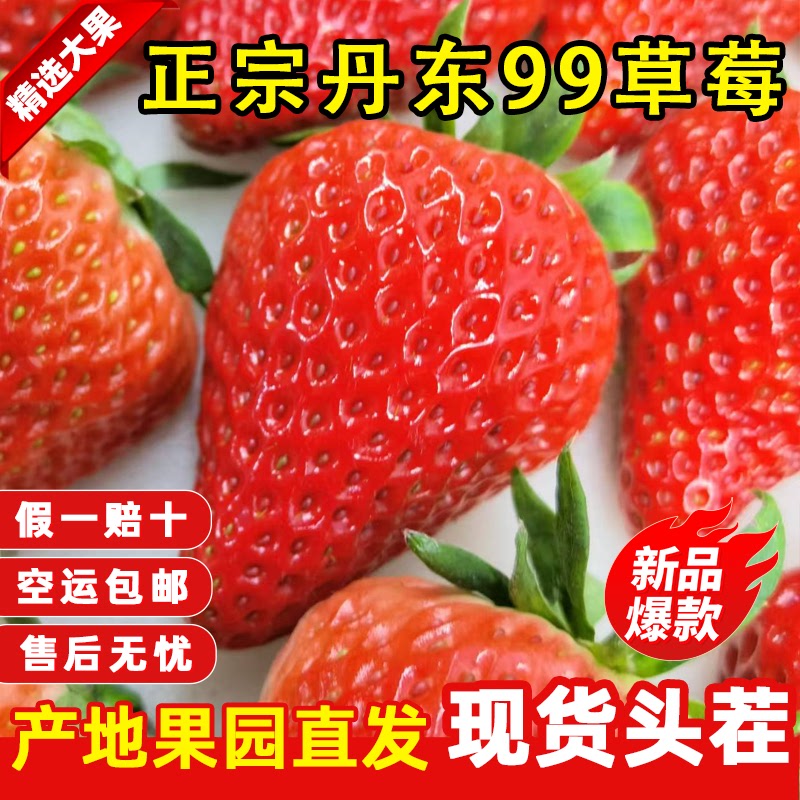 丹东草莓新鲜水果应季红颜99秸秆草莓九九牛奶奶油大甜草莓大礼盒