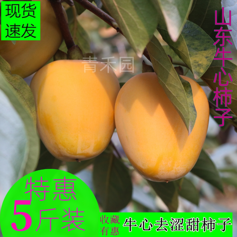 山东牛心柿子现摘新鲜脆甜硬黄软糯柿子去涩芒果黄柿子软柿子包邮