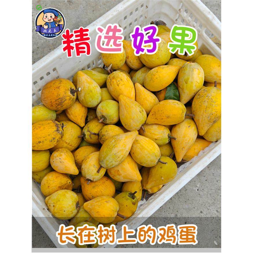 空运云南蛋黄果西双版纳耀堂仙桃鸡蛋果新鲜当季水果狮子头桃榄5,包装,水果包装,淘宝优惠券,粉丝福利购,淘宝优惠卷