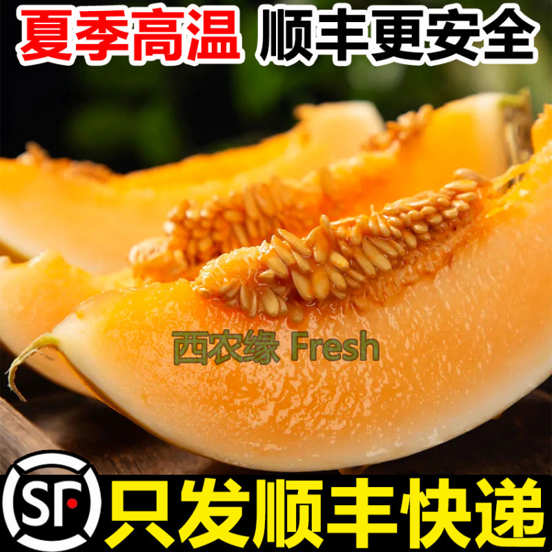 甘肃沙漠金红宝蜜瓜当季