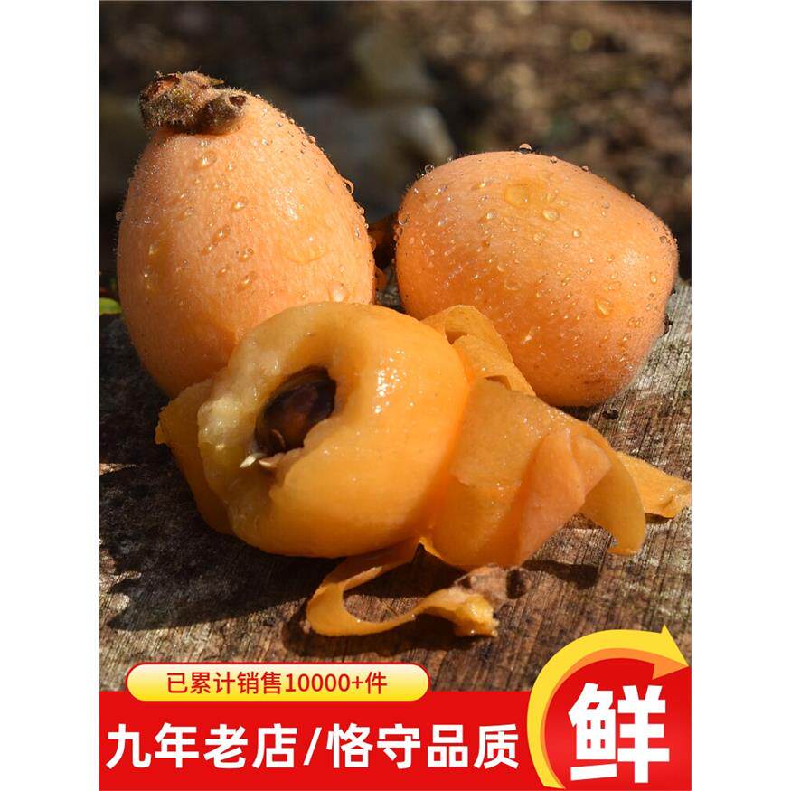 云南蒙自甜枇杷当季树上