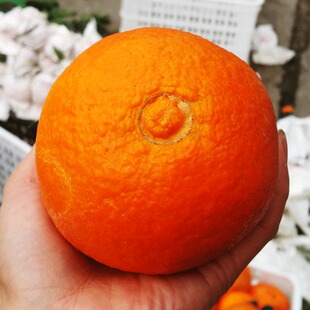 爱媛38号果冻橙四川丹棱新惠阳桔爱缓果冰橙爱瑗爱源果粒橙爰媛
