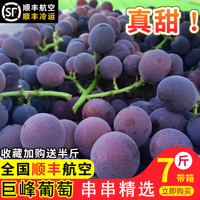 浦江巨峰葡萄新鲜采摘孕