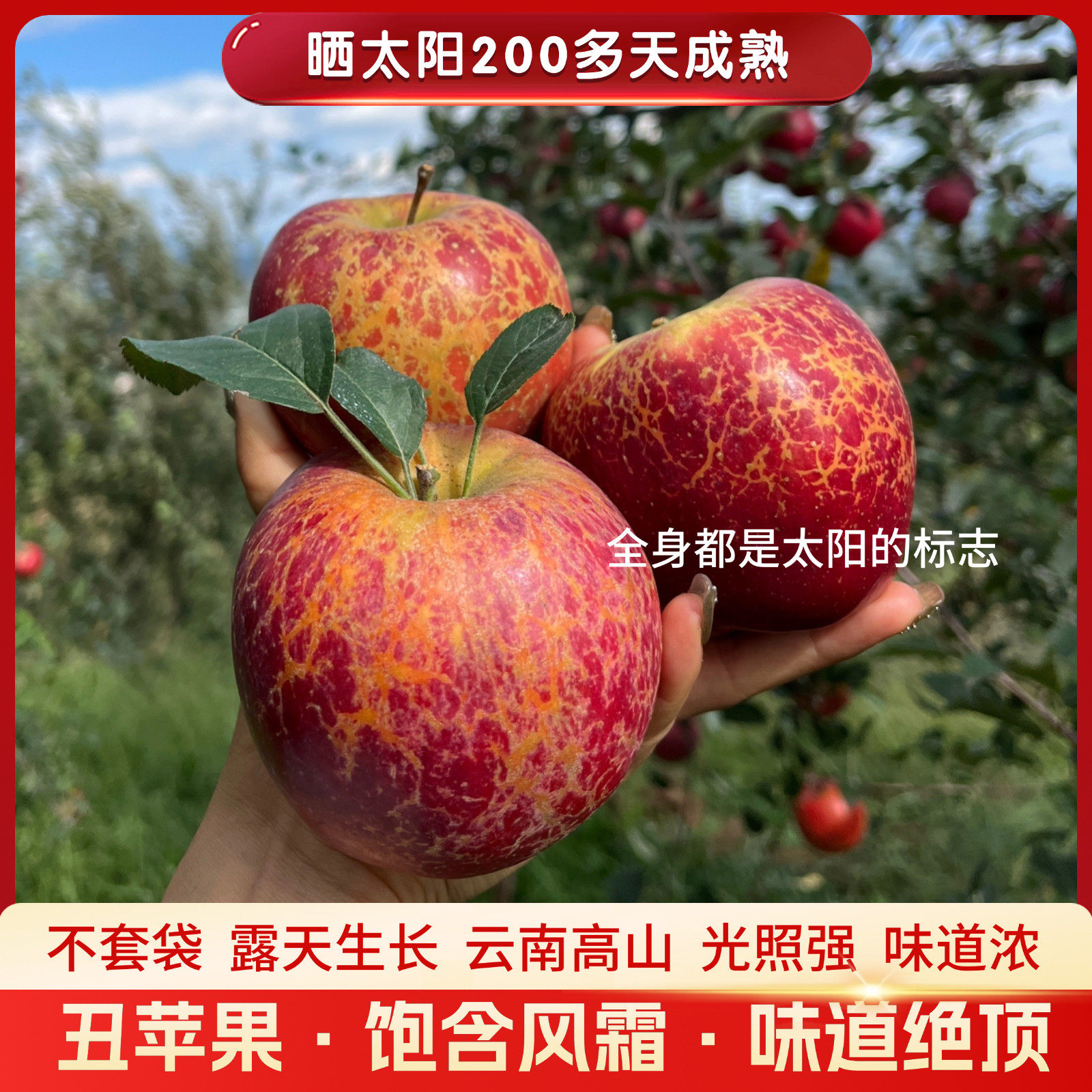 云南昭通冰糖心丑苹果产