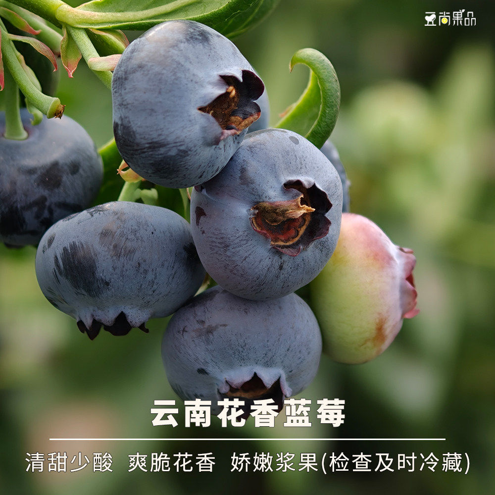 豆尚果品云南花香蓝莓清甜脆爽低酸饱满当季新鲜水果整箱大果顺丰,包装,水果包装,淘宝优惠券,粉丝福利购,淘宝优惠卷