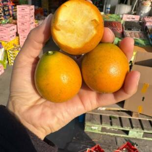 薄皮脆蜜金柑第三代纯甜融安金桔礼盒装广西无籽新鲜水果顺丰包邮