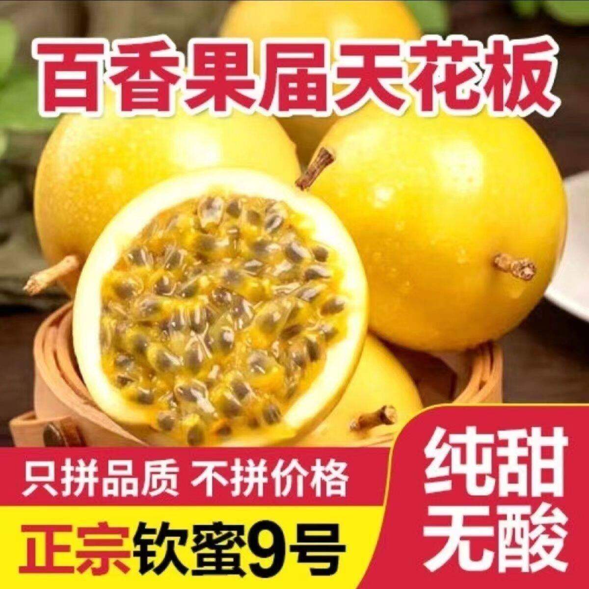 广西正宗桂林钦蜜九号黄
