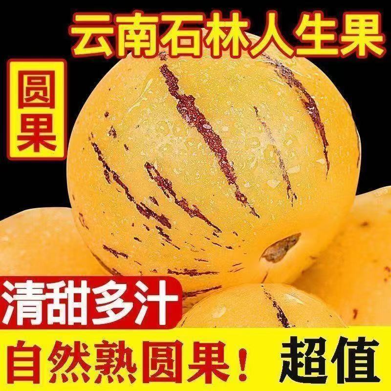 正宗云南石林人参果10斤