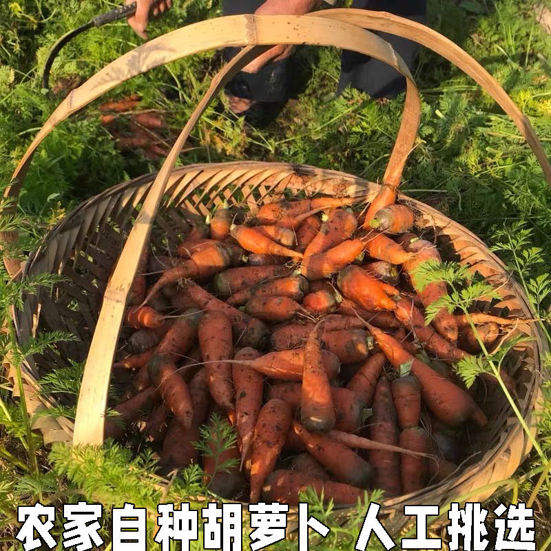 胡萝卜新鲜5斤水果老品种