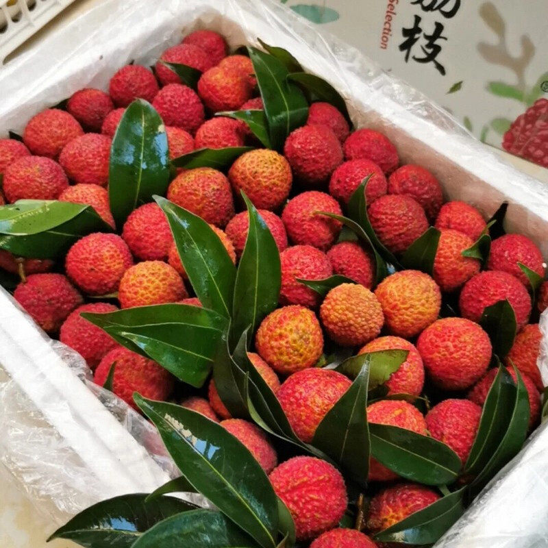 现应当季采摘荔枝新鲜大