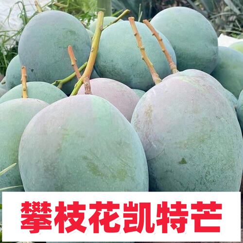 四川攀枝花凯特芒果新鲜